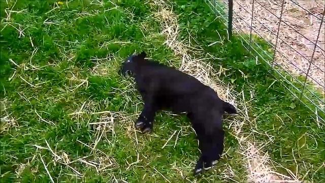 Миотоническая коза или обморочная коза