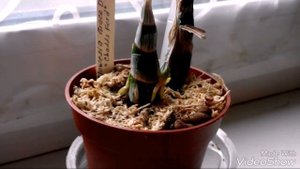 Мечты сбываются!!! Орхидея Кловесия.