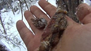 В зимнюю тайгу за кедровой смолой. Охота за живицей. Сбор живицы.
