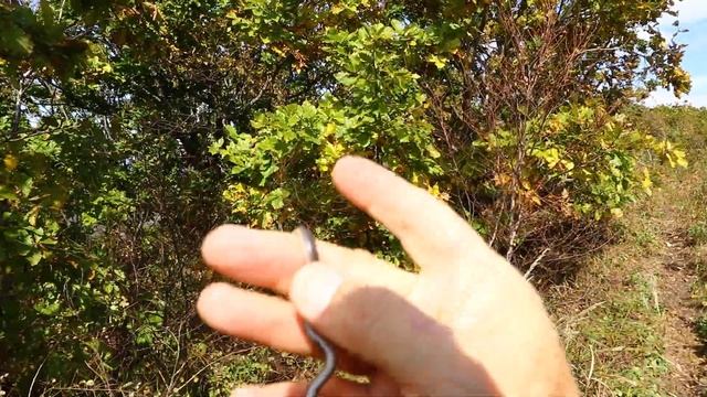 Махонький japan УЖИК Little Japanes УЖ 2 октября 23 г. Приморье Д.В. Canon 80 D смотреть онлайн