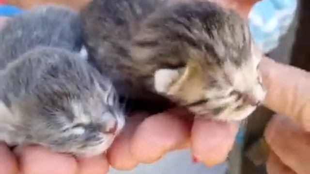Новорожденные слепые котята