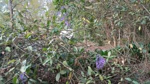 Petrea volubilis. Петрея вьющаяся или "Венок королевы".
