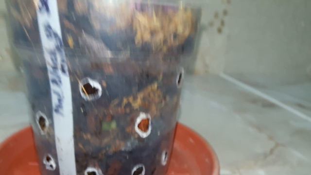 Phal.Multy Black op Stoort. Обзор.👀👀👀 смотреть онлайн