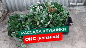 Рассада клубники ОКС свежевыкопанная. Сорт Кабрилло