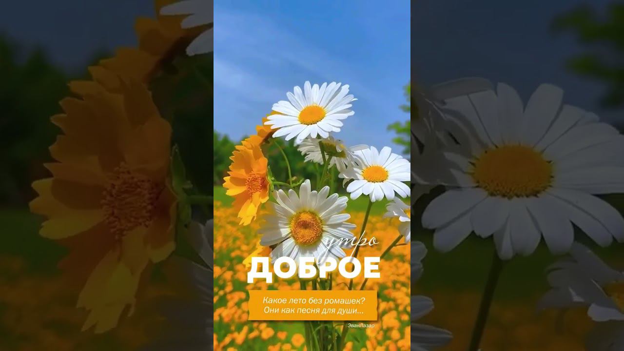 Открытка. Доброе утро #открытки #доброеутро #ромашки