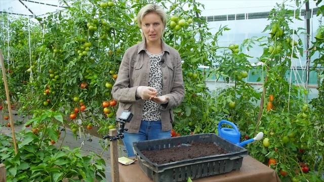 Как правильно посеять баклажаны на рассаду смотреть онлайн