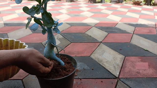 adenium care in rainy season | adenium care in rain | fungicide application | fungicide use | ka12