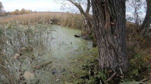 ОХОТА НА УТКУ \ ОХОТА С КУРЦХААРОМ