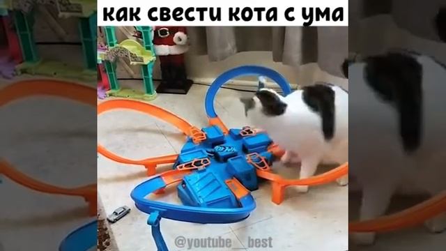 Как свести кота сума??