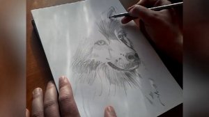 Как легко нарисовать волка