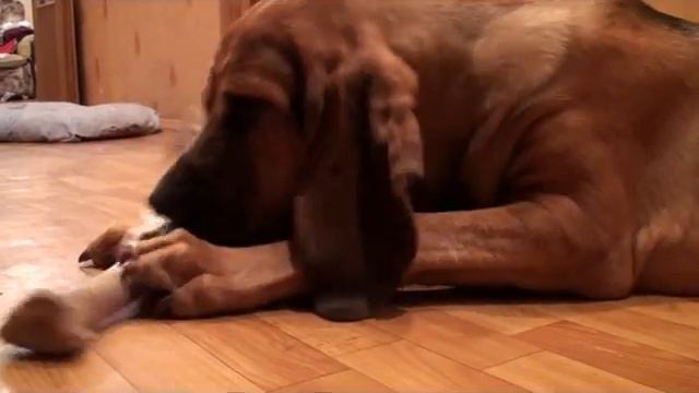 Bloodhound, Russia смотреть онлайн