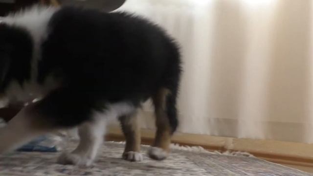 Аусси / Щенок Австралийской Овчарки / Новая семья / 1 день / смотреть онлайн