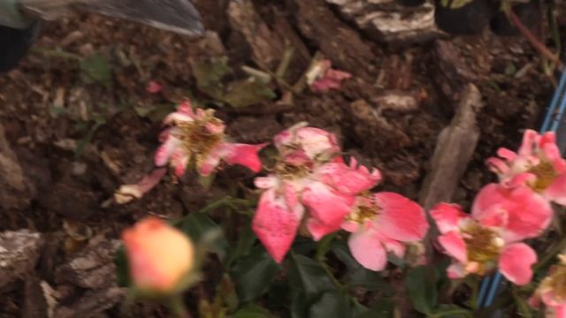 цветение роз первого года, обрезка бутонов и цветов. питомник роз полины козловой rozarium.biz смотреть онлайн