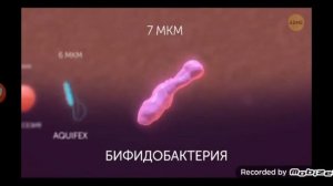 от самого маленького до самый большой бактерии.#Adme 2 часть