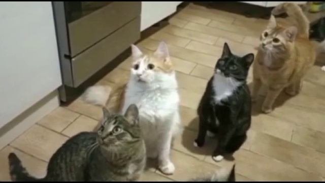 СИНХРОНИЗАЦИЯ КОТИКОВ
