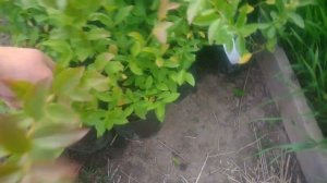 Выращивание голубики садовой на еловом опаде или посадка голубики в торф.