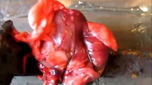 Охота на мышей на клей Котофей