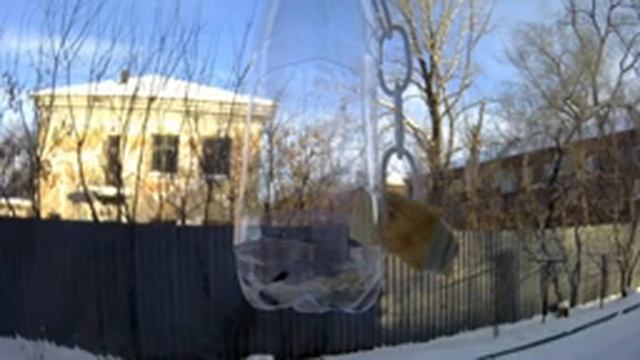 Птицы едят семена и бекон. Birds eat seeds and bacon. смотреть онлайн