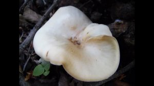 Aspropaxillus giganteus