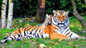 XAS Musik   музыка без ап   This Is A Test Nicom Remix