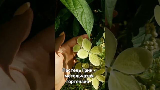 Пастель Грин - метельчатая гортензия.