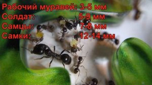 Интересные факты о Муравьях-жнецах (Messor Structor)
