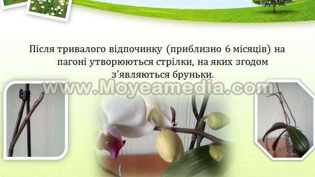 Біологія  Вегетативне розмноження рослин