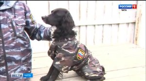 Кинологи УФСИН и их питомцы вошли в десятку лучших на ведомственных соревнованиях.