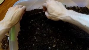 ЕР-1 ЧЕРВЬ ДЕНДРОБЕНА КОРМЛЕНИЕ И УХОД