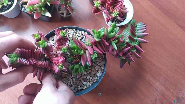 Crassula Catipella Red Pagoda CUIDADOS, REPRODUCCIÓN, PROPAGACIÓN, CLIMA 2021 смотреть онлайн