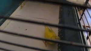 Эпилептический припадок у самца волнистого попугая (Тиша, 15 04 2015 года)