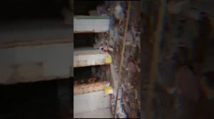 гуляем по заброшенной птицефабрики