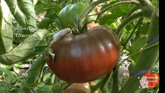 САМЫЕ КРУПНЫЕ,МЯСИСТЫЕ И СЛАДКИЕ СОРТА И ГИБРИДЫ ТОМАТОВ. ДЛЯ ЕДЫ В СВЕЖЕМ ВИДЕ И ДЛЯ ЗАГОТОВОК.