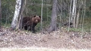 ВСТРЕЧА С МЕДВЕДЕМ....СТРАШНО!!!