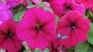 Петуния мультифлора Мамбо Бургунди ? обзор: как сажать, семена петунии Мамбо Бургунди