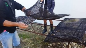 Как выращивают устриц во франции