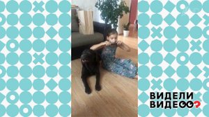 Лабрадор и губная гармошка. Видели видео? Фрагмент выпуска от 10.11.2019