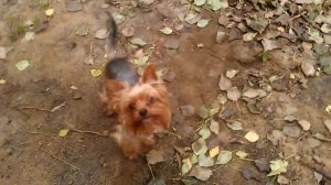 Прогулка с собакой Микки