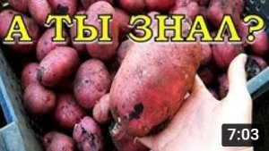 8 УСЛОВИЙ плодородия КАРТОФЕЛЯ???