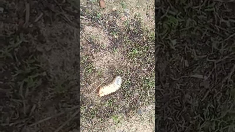 В Кинешме замечено множество огромных личинок