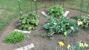 Что необходимо сделать с дельфиниумом прямо сейчас | Про Сад с Любовью