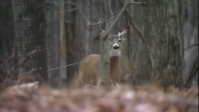 1993 Deer Hunts | Best of Monster Bucks 1 | Classic Whitetail Deer Hunts смотреть онлайн