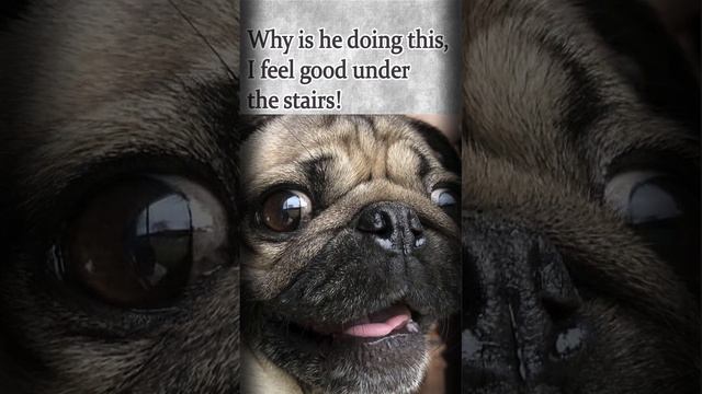 I don't want to take the stairs #puppypug #shortsvideo #funny