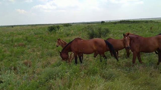 Хомутовская степь (16.07.21) смотреть онлайн