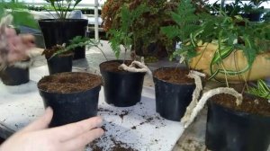 Папоротник давалия