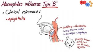 Gram Negative Bacteria: Haemophilus influenzae