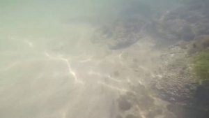 ОГРОМНЫЕ МЕДУЗЫ !