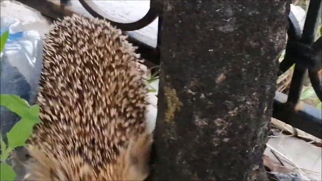 Зверюшки или, что попало в объектив на даче смотреть онлайн