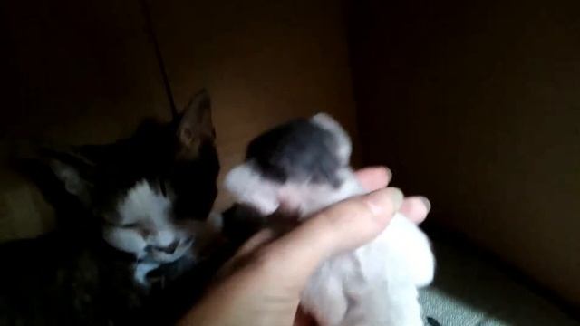 Котятам девон-рекс 17 дней смотреть онлайн