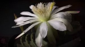 КОРАН СУРА КАФ перед сном кравсивое чтение Омар Хишам Араби